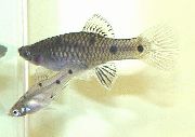 sidabras Žuvis Phallichthys  nuotrauka