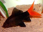 Labéo Bicolor Noir poisson