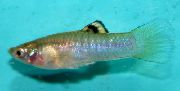 сребро Риба Цауца-Молли (Poecilia caucana) фотографија