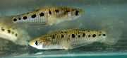 Στίγματα ψάρι Poeciliopsis  φωτογραφία