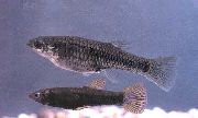 sidabras Žuvis Poeciliopsis  nuotrauka