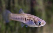 Сріблястий Риба Сколіхтіс (Scolichthys) фото