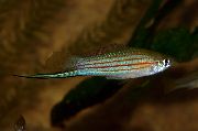 Gestreift Fisch Xiphophorus Mayae  foto