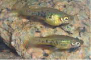 Στίγματα ψάρι Μαρμάρινα Ξιφονούρης (Xiphophorus meyeri) φωτογραφία