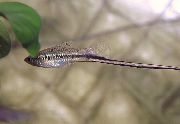 Strisce Pesce Swordtail Messicano, Montezuma Portaspada (Xiphophorus montezumae) foto