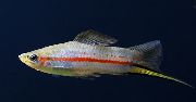 stripete Fisk Gul Swordtail (Xiphophorus clemenciae) bilde