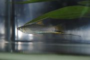зелена Риба Кипхопхорус Сигнум (Xiphophorus signum) фотографија