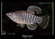 stripete Fisk Diamant Tannkarpe (Adinia xenica) bilde