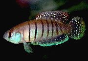 dryžuotas Žuvis Austrolebias Alexandri (Austrolebias alexandri (Cynolebias alexandri)) nuotrauka