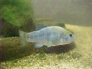 Lichtblauw Vis Cyprinodon  foto