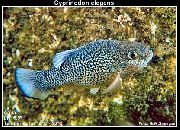 Στίγματα ψάρι Cyprinodon  φωτογραφία