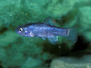 blå Fisk Cyprinodon  bilde