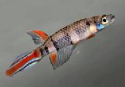 Ποικιλόχρους ψάρι Epiplatys  φωτογραφία