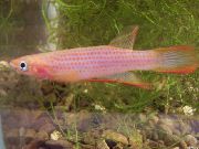 Epiplatys 粉红色 鱼