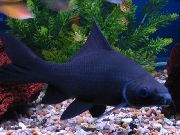 Black Shark Μαύρος ψάρι