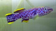 Fundulopanchax Violet Pește