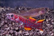Κόκκινος ψάρι Fundulopanchax  φωτογραφία
