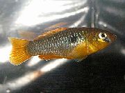 Gelb Fisch Garmanella Pulchra  foto
