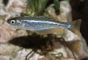 šviesiai mėlynas Žuvis Lamprichthys  nuotrauka