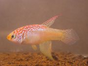 Maratecoara ვარდისფერი თევზი