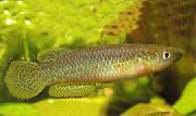 жоўты Рыба  (Pachypanchax) фота