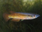 auksas Žuvis Pachypanchax  nuotrauka