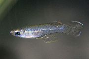 gümüş Balık Poropanchax  fotoğraf