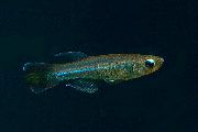 Hellblau Fisch Poropanchax  foto