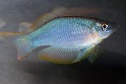 Сребро Риба Синьо-Зелени Procatopus  снимка