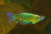 Mėlyna-Žalia Procatopus žalias Žuvis