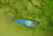 ღია ლურჯი თევზი ლურჯ-მწვანე Procatopus  ფოტო