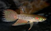 tähniline Kala Pterolebias  foto