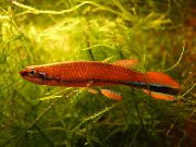 Rivulus raudonas Žuvis