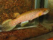 Macchiato Pesce Rivulus  foto
