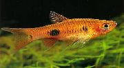 Schönflossenbärbling Rot Fisch
