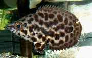 aquarium fish Spotted Climbing Perch, Leopard Bushfish Ctenopoma acutirostre spotted