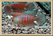 Bunt Fisch Simpsonichthys  foto