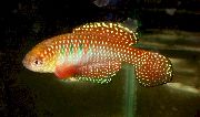 Rot Fisch Simpsonichthys  foto