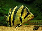 dryžuotas Žuvis Tigras Ešeriai (Datnioides, Coius) nuotrauka