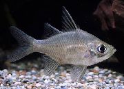 Сребро Риба Гигант Glassfish (Parambassis gulliveri) снимка