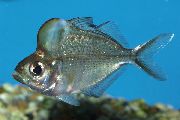 caurspīdīgs Zivs Kupraino Glassfish (Parambassis pulcinella) foto