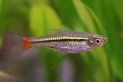 стрипед Риба Црвено-Реп Расбора (Rasbora borapetensis) фотографија