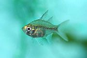 Trasparente Pesce Sailfin Perchlet Vetro (Ambassis agrammus) foto