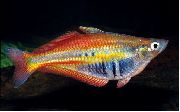 Pestriț Pește Chilatherina  fotografie
