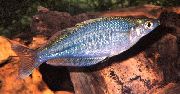 svetlo modra Ribe Chilatherina  fotografija