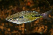 Gevlekt Vis Black-Spotted Rainbow Fish (Glossolepis maculosus) foto