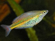 aquarium fish Ramu rainbowfish Glossolepis ramuensis gold