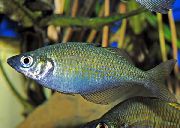 ვერცხლის  ტბა Wanam Rainbow თევზი,  (Glossolepis wanamensis) ფოტო
