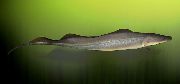 Γκρί  Aba, African Μαχαίρι Ψάρια (Gymnarchus niloticus) φωτογραφία