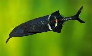 rjava  Slon Nos Ribe (Gnathonemus, Mormyrus) fotografija